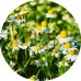 Chamomile German E/O: Vital Herb 